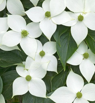 Asiatischer Blten-Hartriegel 'CHINENSIS' 80-100 cm, Cont. 5 l