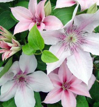 Clematis JAN PAWEL II 40-50 cm, Cont. 2 l