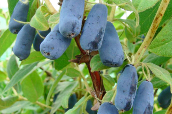 Obrzok (1)