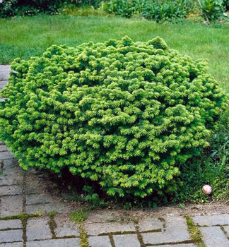 Balsam-Tanne NANA 20-30 cm, Cont. 5 l