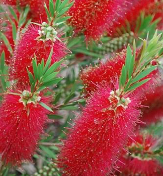 Zylinderputzer RED CLUSTER 30-40 cm, Cont. 2 l