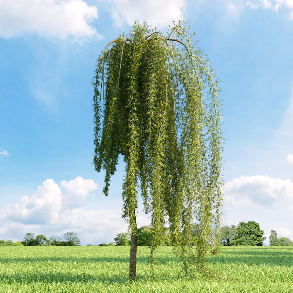 Erbsenstrauch 'PENDULA' auf Stamm 180 cm, Cont. 15 l