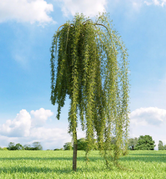 Erbsenstrauch 'PENDULA' auf Stamm 180 cm, Cont. 15 l