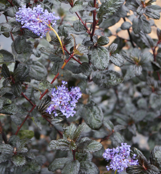 Sckelblume 'TUXEDO' 30-40 cm, Cont. 2 l