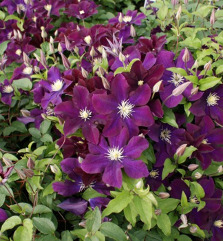 Clematis 'WARSZAWSKA NIKE' 40-50 cm, Cont. 2 l