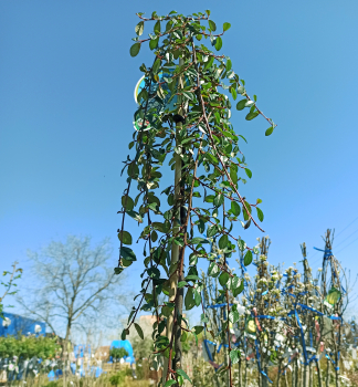 Teppich-Zwergmispel MAJOR auf Stamm 60 cm, Cont. 4 l