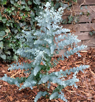 Eukalypten �AZURA� 20-30 cm, Cont. 1,5 l