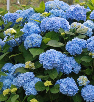 Bauern-Hortensie LITTLE BLUE 15-20 cm, Cont. 2 l