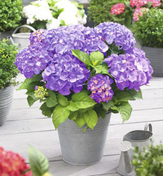 Bauern-Hortensie LITTLE PURPLE 15-20 cm, Cont. 2 l