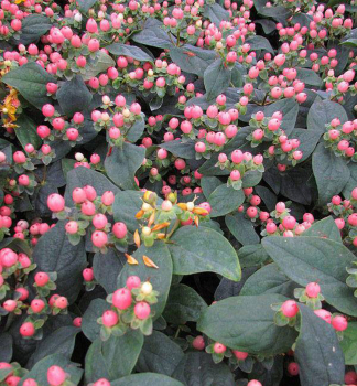 Johanniskraut MIRACLE BLOSSOM 20-30 cm, Cont. 2 l