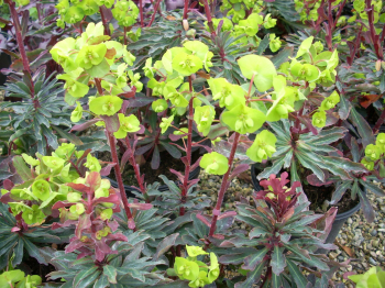 Obr�zok (6)