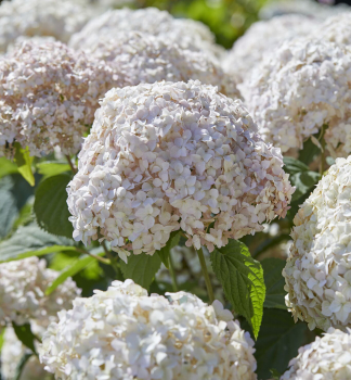 Ballhortensie 'CANDYBELLE MARSHMALLOW' 10-15 cm, Cont. 2,5 l