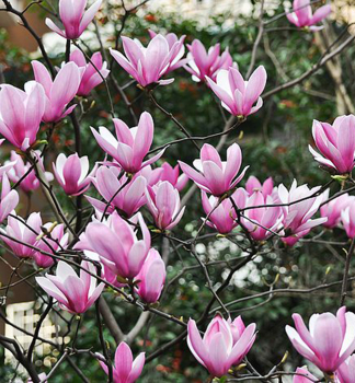 Magnolie HEAVEN SCENT 50-60 cm, Cont. 5 l