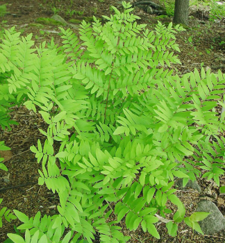 Schildfarn 'OSMUNDA KRAOVSK' Cont. 1,7 l