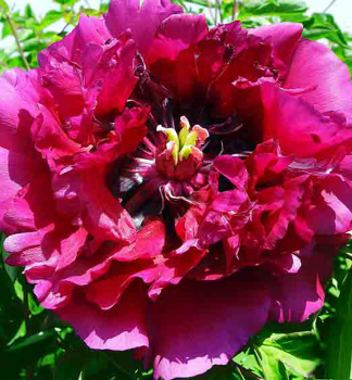 Strauch-Pfingstrose �LUO YANG HONG�, Cont. 1 l