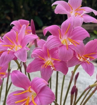 Reinweie Zephirblume 'PINK', Cont. 0,5 l