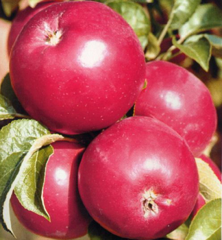 Apfel �KARM�NA�� Unterlage M26, 110-120 cm, Cont. 7,5 l