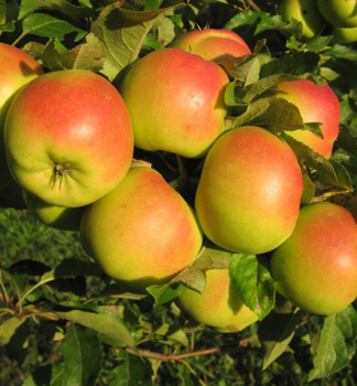 Apfel OTAVA Unterl. M26, 140-160 cm, Cont. 5 l
