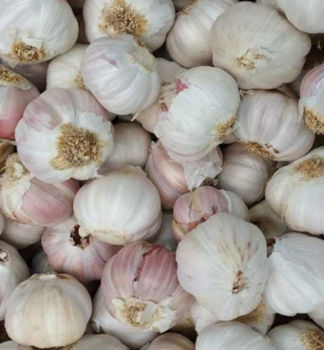 Fr�hlingsknoblauch �MORADO� 250 g