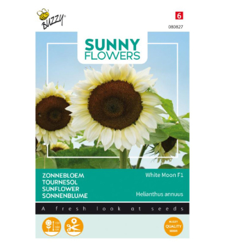Samen - SONNENBLUME WHITE MOON F1