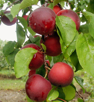 Aprikosen-Kirsche APRIKYRACHERRYCOT Unterlage Myrobalan, wurzelnackt