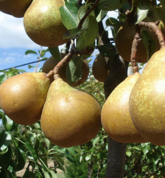 Birnenbaum GENERAL LECLERC Unterlage Kaukasische Birne, wurzelnackt
