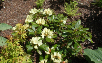 Obrzok (1)