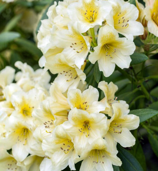 Rhododendron MILLENNIUM GOLD 30-40 cm, Cont. 5 l