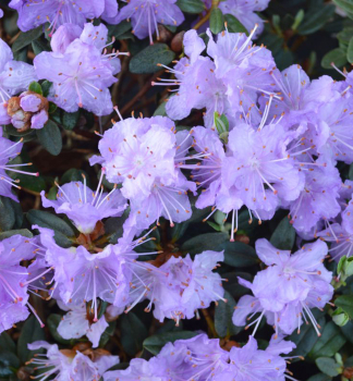 Rhododendron RAMAPO 20-30 cm, Cont. 2 l