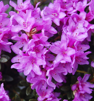 Rhododendron FROST HEXE 20-30 cm, Cont. 2 l