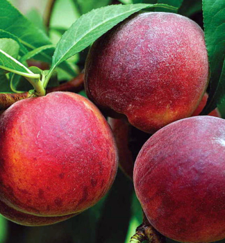 Pfirsich �HARROW BEAUTY� Unterlage Rakoniewicka, 170-190 cm, Cont. 5 l