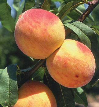 Pfirsichbaum �RELIANCE�, Unterlage Rakoniewiczka, wurzelnackt