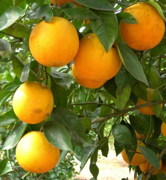 Orangebaum 'HAMLIN', Cont. 2 l