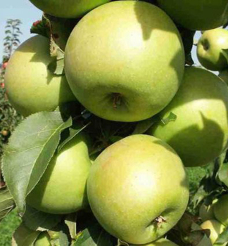 Sulenapfel GREENCATS Unterl. M7, 120-130 cm, Cont. 6 l