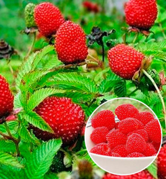 Erdbeerhimbeere - Rubus illecebrosus, Cont. 1 l