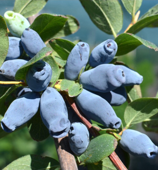 Obrzok (2)