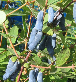 Honigbeere �BAKCZARSKIJ VELIKAN� 20-30 cm, Cont. 2 l