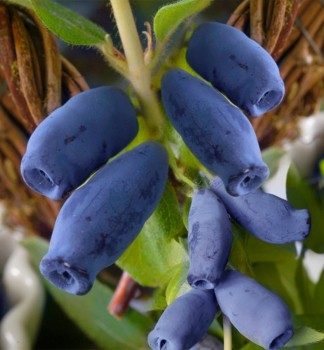Honigbeere INDIGO GEM 30-40 cm, Cont. 2,5 l