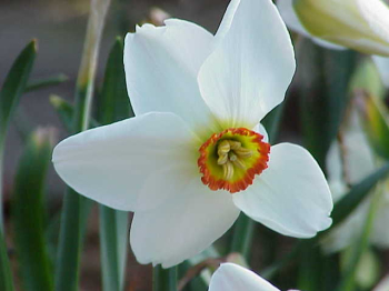 Obrzok