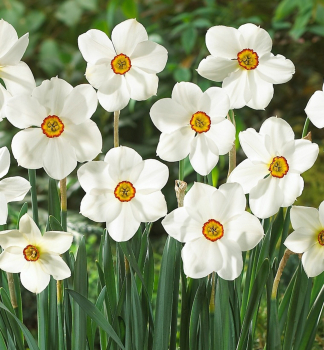Narzisse 'ACTAEA POETICUS' Packungsinhalt 5 St.