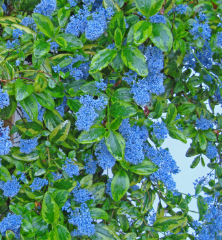 Sckelblume ELDORADO 30-40 cm, Cont. 2 l