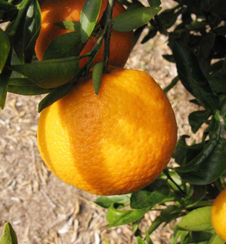Mandarinenbaum MARISOL 50-60 cm, Cont. 2 l