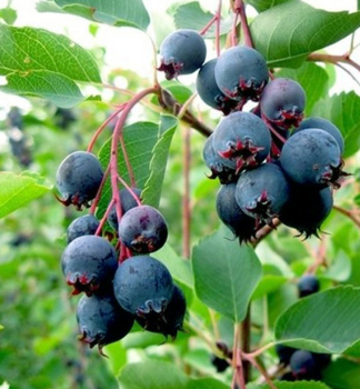 Erlenblttrige Felsenbirne 'NORTHLINE' (Amelanchier) 40-50 cm, Cont.  0,5 l