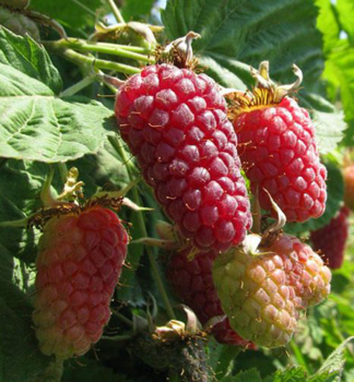 Dornenlose Himbeer-Brombeere 'LOGANBERRY' 20-30 cm, Cont. 2 l