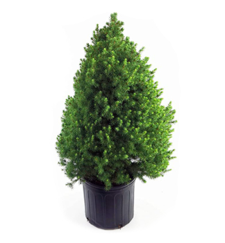 Wei�-Fichte �CONICA� 30-40 cm, Cont. 2,5 l