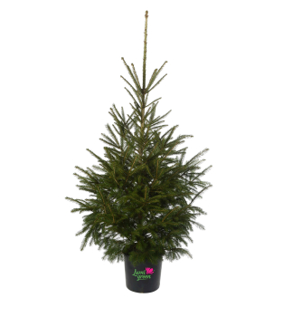 Zapfen-Fichte im Topf EXCELENT 80-100 cm, Cont. 7,5 l