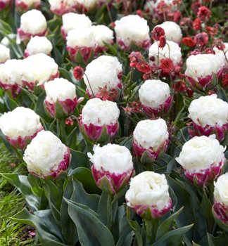 Tulpe �ICE CREAM� Packungsinhalt 5 St.