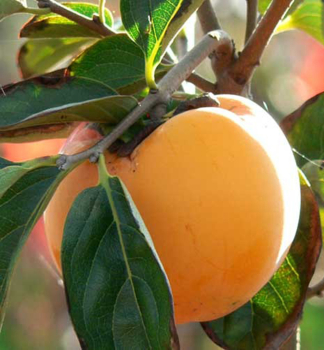 Obrzok