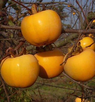 Ebenholztomate / Hurmikaki �TIPO�, 200-220 cm, Cont. 9,5 l