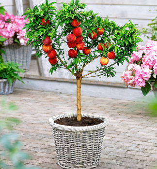 Mini-Nektarine �NEKTINA� Unterlage Rakoniewiczk�, 50-60 cm, Cont. 4 l